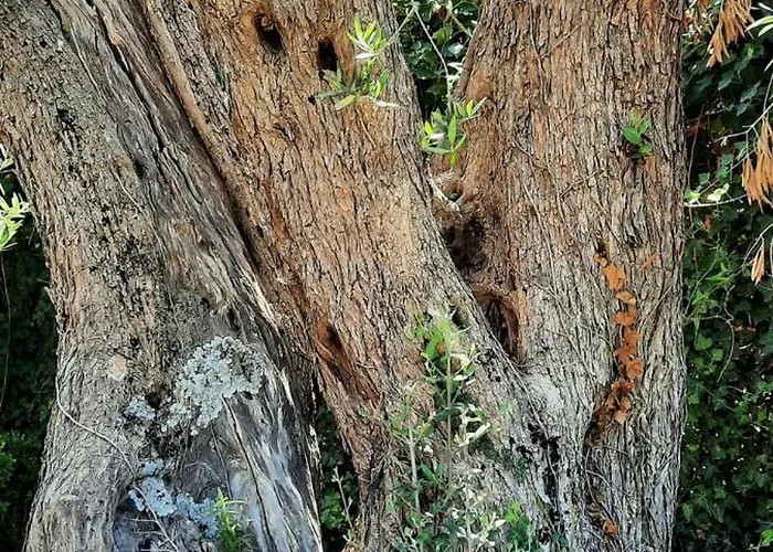 Al Presti, Vacanze In Pieno Relax Villa Cefalù