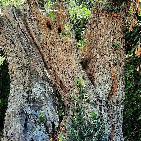 Al Presti, Vacanze In Pieno Relax Βίλα Cefalù